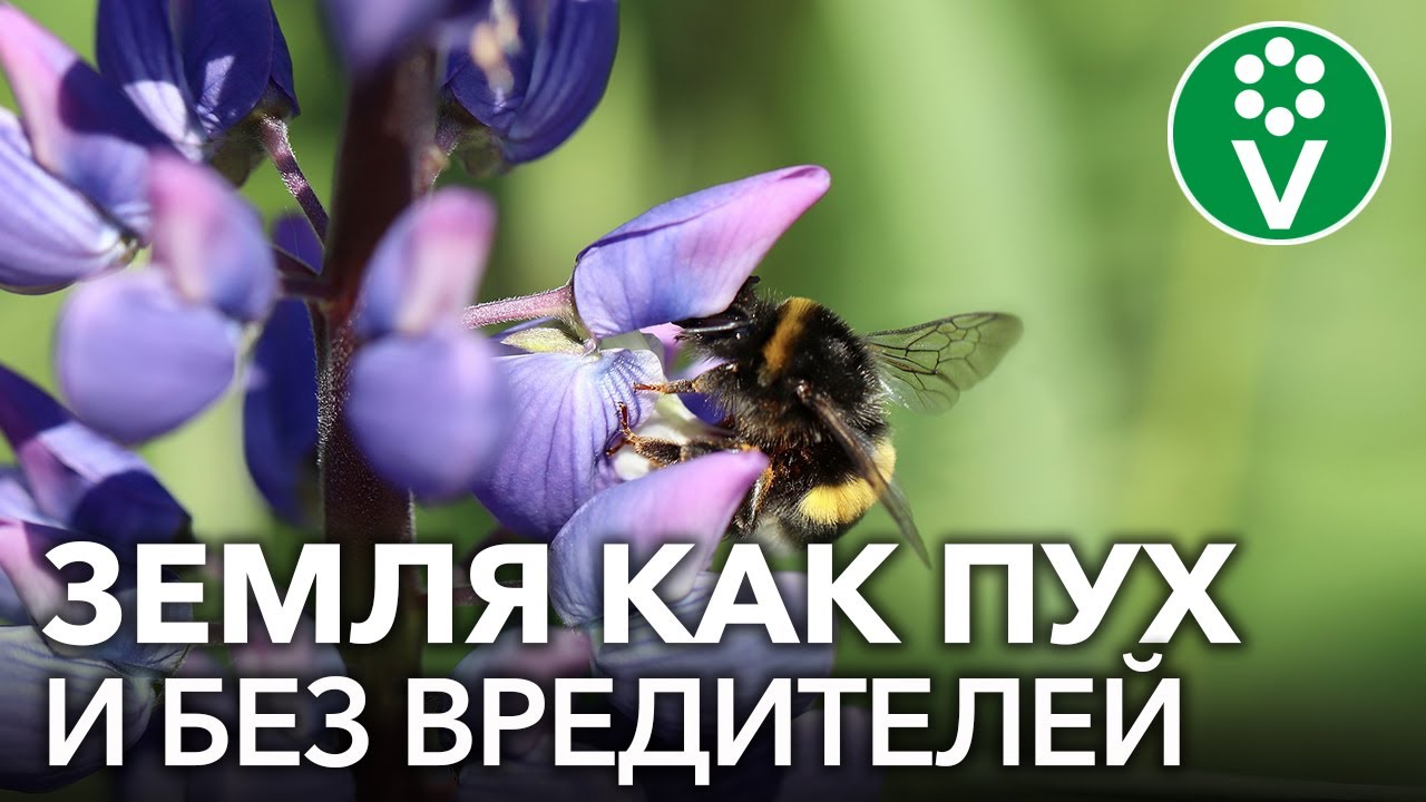Засейте этими сидератами огород перед картошкой, и вы забудете об опасных вредителях