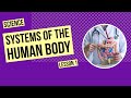 Human Body Systems and Their Functions