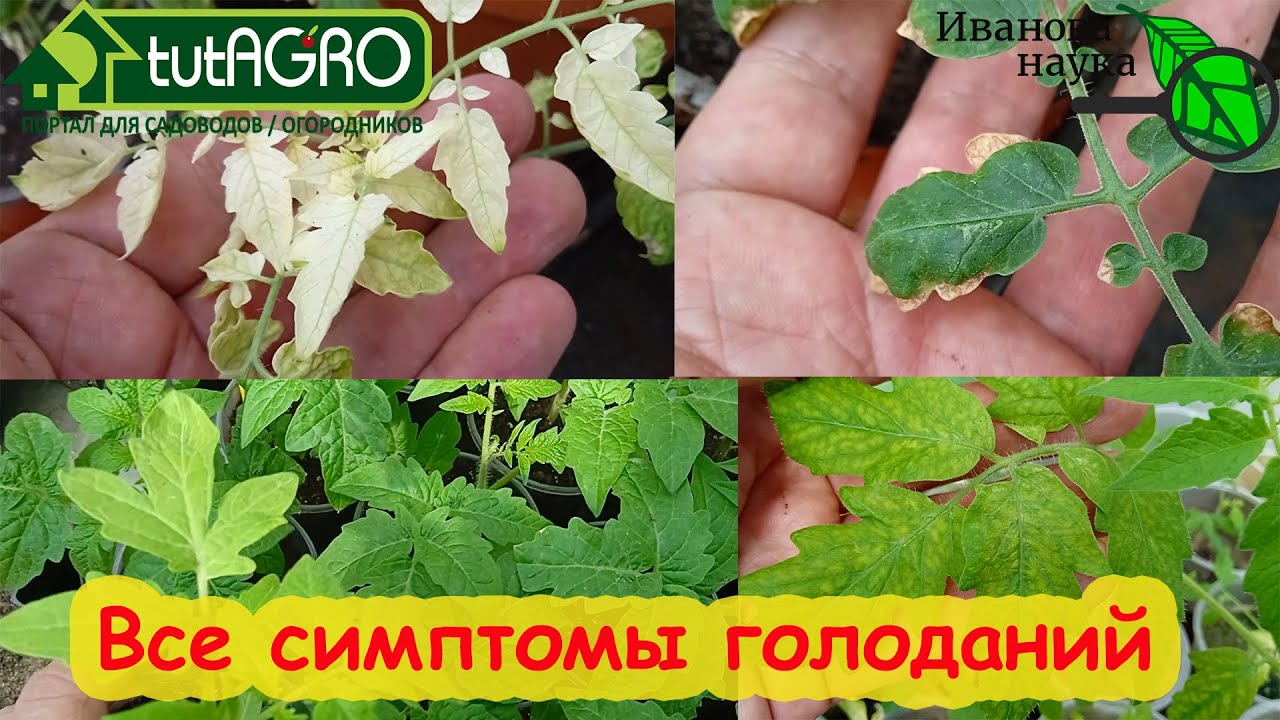 Не погубите подросшую рассаду. Что главное для крепкой рассады всех растений? Все симптомы нехваток.