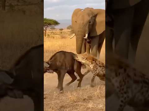 What happens when a hyena bites a young buffalo—and freezes the moment the elephant stares at him?