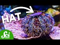 Sea Urchins and Their Unique Behaviors