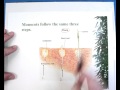 Monocots and Dicots Characteristics