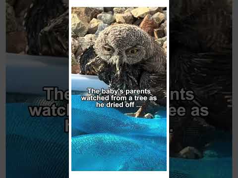 Saving this changed this man’s life #music #animals #wildliferescue #wholesome #rescue