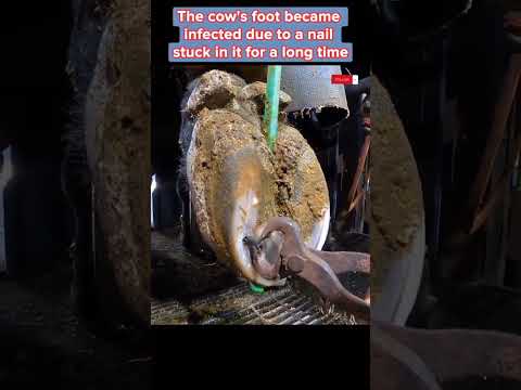 The cow’s foot became infected due to a nail stuck in it for a long time??? #fyp #viral #cow #hoof