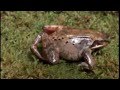 Wood Frog Freezing and Revival