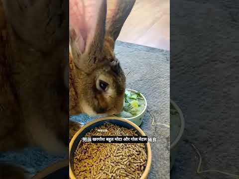 वह दिन जब दया ने किस्मत बदल दी #shorts #facts #hindifacts