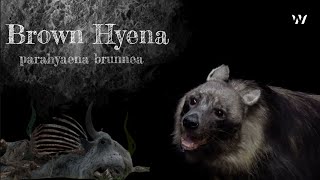 The Ghosts of the Savannah: Unveiling the Brown Hyena