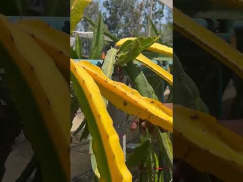 #reddragonfruit #dragonfruitcultivation #plz_subscribe_my_channel #agriculture #dragonfruitfarming