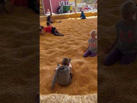 Flip in the corn 🌽 #familychannel #siblings #family #cornpool #corn #familychannel #momofmany