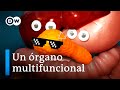 Comprendiendo el Páncreas y la Regulación de la Glucosa