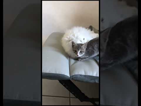 Les premiers contacts entre un chaton sauvage est un chat de 10 ans#chat #chaton#cats #chats #chaton