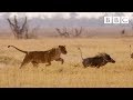 Lions and Warthogs: Speed and Hunting