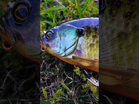 Fishing A GIANT Realistic BLUEGILL Swimbait!