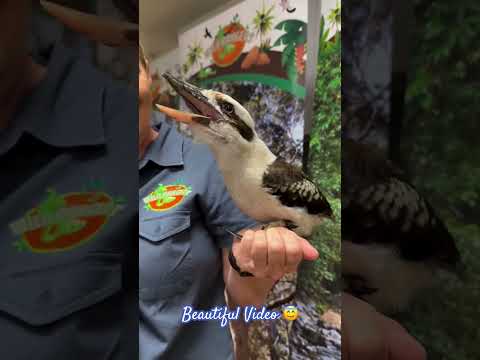 Kookaburra Australian Bird Part 2 #nature #birds #pets #animals #shortvideo #funny #funniestvideo