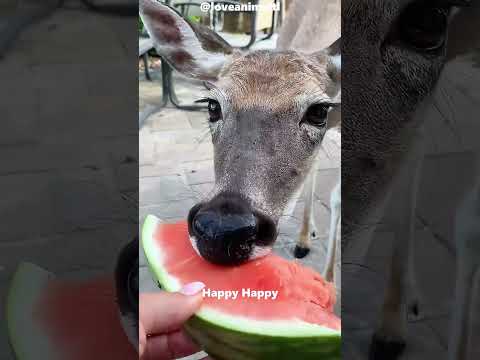 Heartwarming Rescue How a Baby Deer Found Love ๐