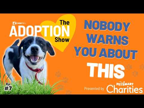 What No One Tells You Before You Adopt a Shelter Dog