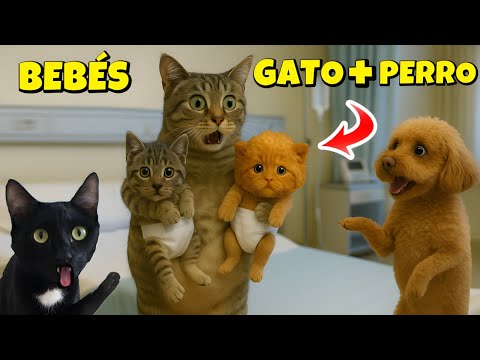 ¿GATA EMBARAZADA DE PERRO TIENE BEBÉS GATITOS? Videos de gatos graciosos Luna y Estrella