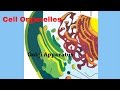 Understanding the GOI Apparatus
