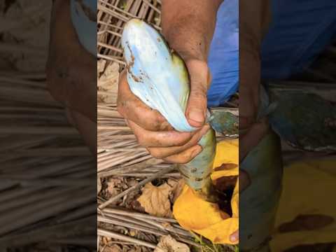 കുളം വറ്റിച്ചപ്പോള്‍ കിട്ടിയ മീനുകള്‍ | #newshorts #fishing | fullvideo https://youtu.be/4t4SgoBzHdk