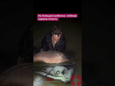 😱 На Київщині рибалка з Уляників спіймав коропа-гіганта вагою майже 31 кг #рибалкаукраїна