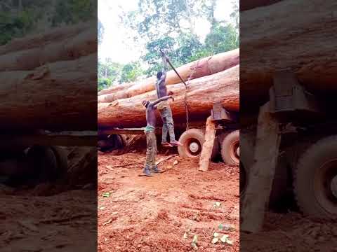 എല്ലുറപ്പ് 🔥🔥#kerala #automobile #loading #funny #malayalam #forestfarming #wood work