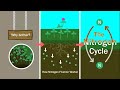 Exploring Biogeochemical Cycles in Ecology