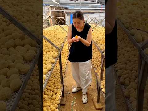Não é batata — é um ovo poderoso da China! 🥚💪😄