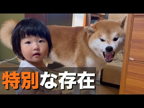 我が家の「柴犬」がスキンシップが激しい１歳児を絶対に噛まない理由