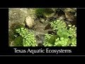 Aquatic Ecosystems and Their Importance