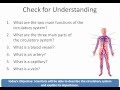 Circulatory System Concepts and Functions