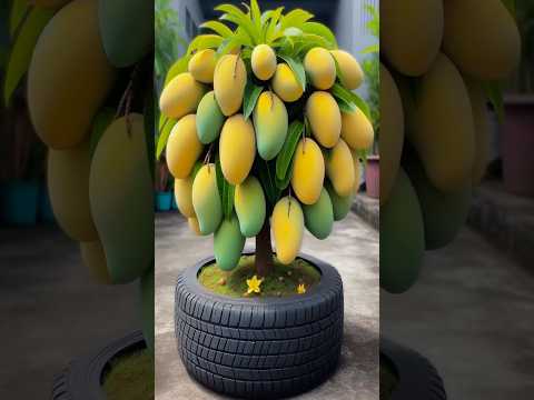 New mango tree planting Methods to Harvesting more mangoes #garden #satisfying #shorts