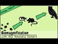 Understanding DDT and Biomagnification