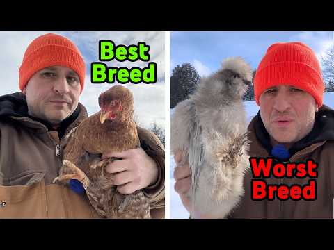 Best Chicken Breeds for Cold Climates