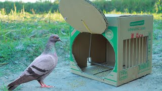 Best Quick Pigeon Trap Make From Cardboard Box - Easy Creative Trapping