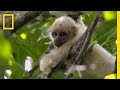 Albino Spider Monkeys and Conservation