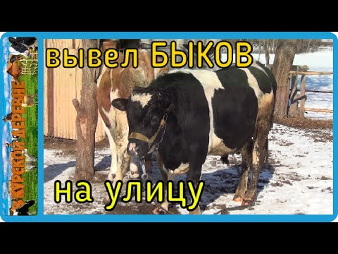 вывел быков для огула коровы, загуляла рыжая, корова в охоте