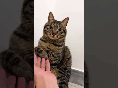 When a cat hears a human sneeze