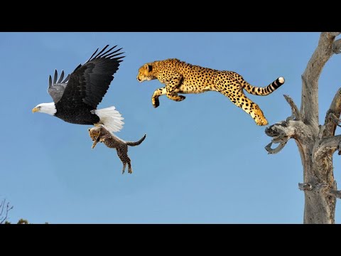 ঈগল চিতার সামনেই তার বাচ্চাকে নিয়ে উড়ে গেল || ঈগলের ভয়ংকর শিকার || Top 5 best eagle attacks