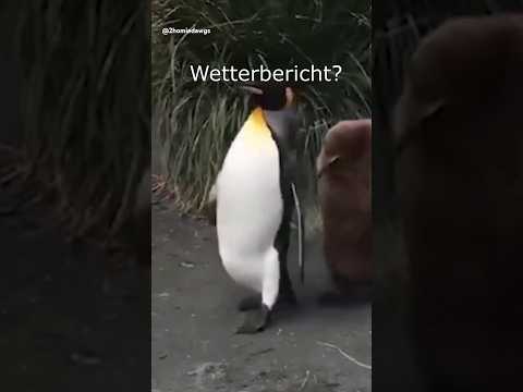 Die Dawgs tragen Winterjacke #lustig #witzig #funny #tiere #animals #meme #lachen #happy