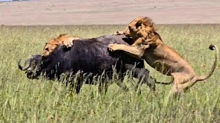 Brave Buffalo Mum Fights Off 3 Lions to Save Her Calf