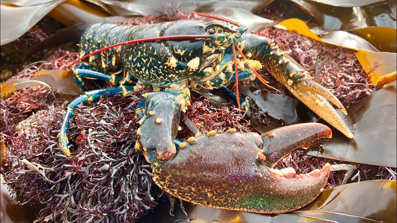 Coastal Foraging and Rockpooling - Lobsters, Crabs and Sea Creatures with cookup - The Fish Locker