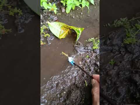 HOW TO CATCHING SNAKEHEAD FISH,massive snakehead - SNAKEHEAD FISH #shorts  #fish #channa #viralvideo