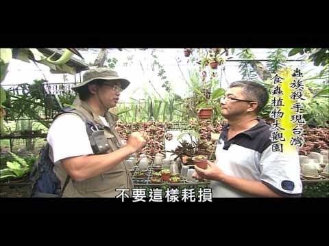 MIT台灣誌食蟲植物https://www.youtube.com/watch?v=T_YsyaIiJbY(11分08秒)