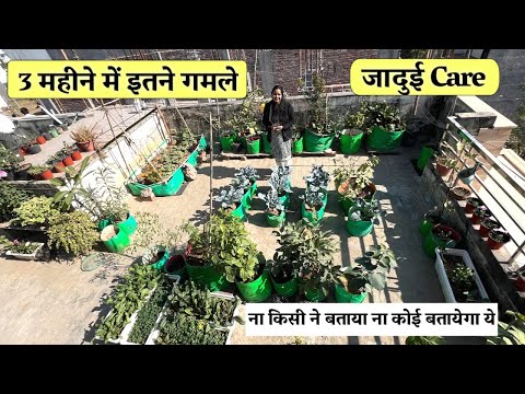 3 महीने में गमलों की बहार! ये 10 जादुई Terrace Gardening Tips किसी ने नहीं बताए होंगे 🌱 Veg Garden