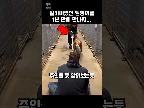 1년 전 잃어버렸던 반려견을 보호소에서 만나자 반응