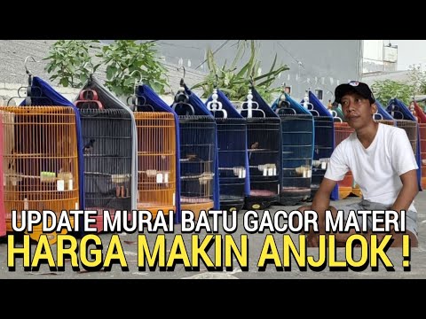 MIRIS ! SEKARANG JADI MURAH BEGINI HARGA MURAI BATU GACOR MATERI BUKAN PASAR BURUNG PRAMUKA