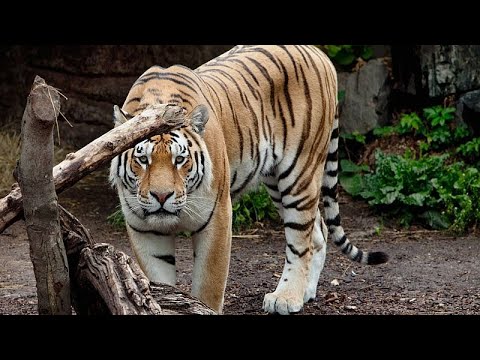 YouTube video thumbnail: Danish zoo Asks People to Donate Small Animals to Feed its Predators