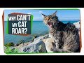 Understanding Cat Vocalizations