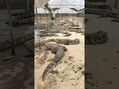 #crocodile #alligator #florida #everglades #miami #usa #travel #wildlife #nature #crocodiles
