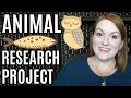 Animal Research Project Insights
